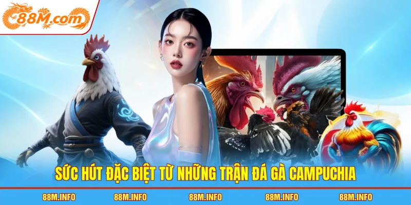 Sức hút đặc biệt từ những trận đá gà Campuchia